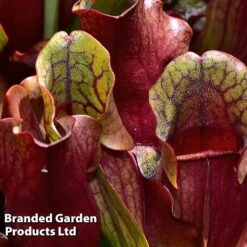Sarracenia Purpurea Subsp. Venosa -Plants Sale SARR VENOSA W46836