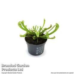 Sarracenia 'Wrigleyana' 11 Sarracenia 'Wrigleyana' -Plants Sale SARR WRIGLE9CM T47998