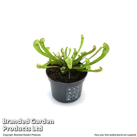 Sarracenia 'Wrigleyana' 6 Sarracenia 'Wrigleyana' - Image 5