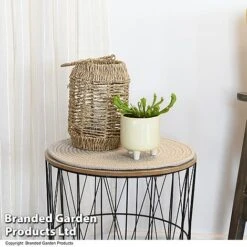 Plants Sale -Plants Sale SARR WRIGLEYAN T47999