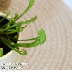 Sarracenia 'Wrigleyana' 12 Sarracenia 'Wrigleyana' -Plants Sale SARR WRIGLEYAN T48000