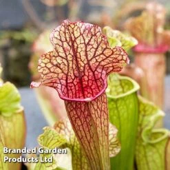 Sarracenia 'Wrigleyana' 10 Sarracenia 'Wrigleyana' -Plants Sale SARR WRIGLEYAN W45412