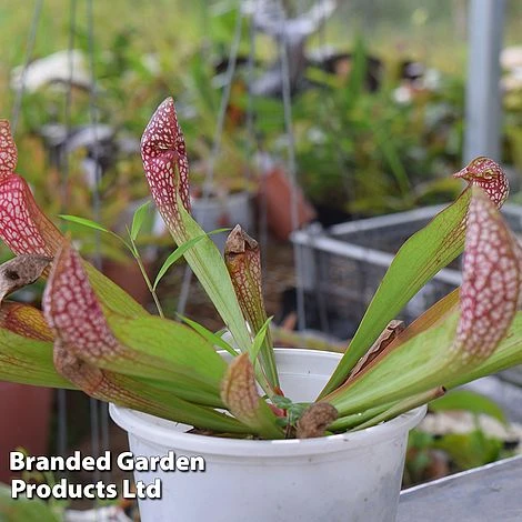 Sarracenia 'Wrigleyana' 4 Sarracenia 'Wrigleyana' - Image 3