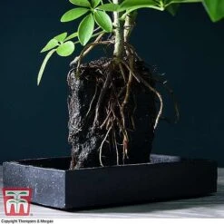Lova Plant On Lava Rock - Gift -Plants Sale SCH WKB4656 B1