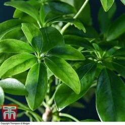 Schefflera Plant On Lava Rock In A Tray (Lova Plant) -Plants Sale SCH WKB4656 D