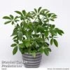 Schefflera Arboricola -Plants Sale SCHE ARBOR10CM S50449