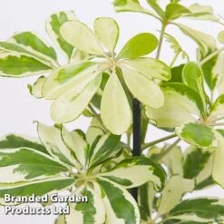 Schefflera Arboricola 'Charlotte' 9 Schefflera Arboricola 'Charlotte' -Plants Sale SCHE CHARLOTTE W48796