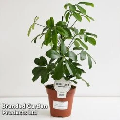 Schefflera Arboricola 'Nora' -Plants Sale SCHE NORA13CM T44733