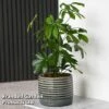 Schefflera Arboricola 'Nora' -Plants Sale SCHE NORA T44734