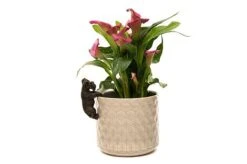 Antique Bronze Coloured Schnauzer Pot Buddy - Pot Hanger -Plants Sale SCHNAUZER20 20POT20 20PB0023