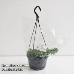 Sedum Morganianum 'Burrito' 13 Sedum Morganianum 'Burrito' -Plants Sale SEDU BURRI14CM T44717