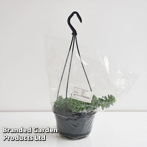 Sedum Morganianum 'Burrito' 8 Sedum Morganianum 'Burrito' - Image 6