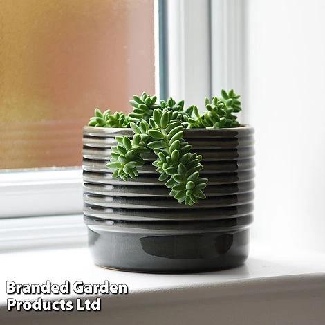 Sedum Morganianum 'Burrito' 3 Sedum Morganianum 'Burrito'