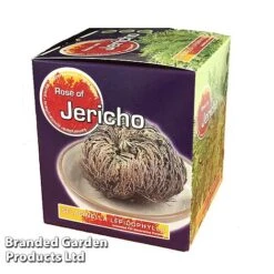 Selaginella Lepidophylla (Rose Of Jericho) -Plants Sale SELA 10CMGIFTB S47133