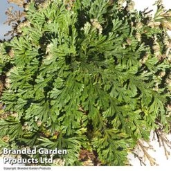 Selaginella Lepidophylla (Rose Of Jericho) -Plants Sale SELA LEPIDOPHY L49218