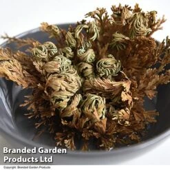 Selaginella Lepidophylla (Rose Of Jericho) -Plants Sale SELA LEPIDOPHY T49225