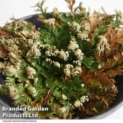 Selaginella Lepidophylla (Rose Of Jericho) -Plants Sale SELA LEPIDOPHY T49228
