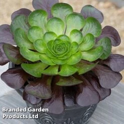 Semponium Collection 9 Semponium Collection -Plants Sale SEMP DESTINY S443632