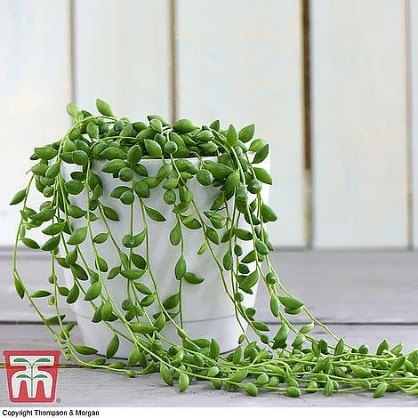 Senecio 'String Of Teardrops' 3 Senecio 'String Of Teardrops'