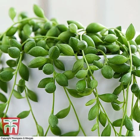 Senecio 'String Of Teardrops' 4 Senecio 'String Of Teardrops' - Image 2