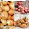 Shallot Triple Pack (Spring Planting) 2 Shallot Triple Pack (Spring Planting) -Plants Sale SHAL KC2350