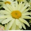 Shasta Daisy 'Banana Cream' -Plants Sale SHAS T80310 A