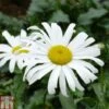 Shasta Daisy 'Starburst' -Plants Sale SHAS T82213 A