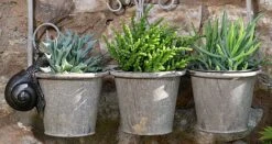 Antique Bronze Coloured Snail Pot Buddy - Pot Hanger 12 Antique Bronze Coloured Snail Pot Buddy - Pot Hanger -Plants Sale SNAIL20 20HANGING20POTS20120 20PB000820CROPPED