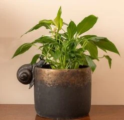 Antique Bronze Coloured Snail Pot Buddy - Pot Hanger 11 Antique Bronze Coloured Snail Pot Buddy - Pot Hanger -Plants Sale SNAIL20 20INDOOR20POT20220 20PB000820CROPPED
