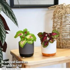 Solenostemon Scutellarioides 'Mix' -Plants Sale SOLE SCUTELLAR T47690