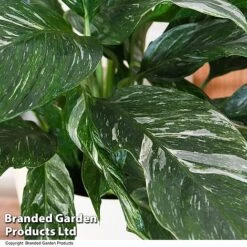 Spathiphyllum 'Diamond' -Plants Sale SPAT DIAMOND T48401