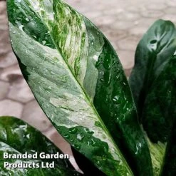 Spathiphyllum 'Diamond' -Plants Sale SPAT DIAMOND W45798