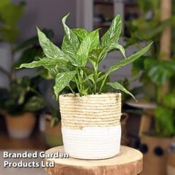 Spathiphyllum 'Diamond' -Plants Sale SPAT DIAMOND WKF1197