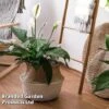 Spathiphyllum 'Sweet Silvio Air So Pure'