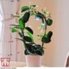 Stephanotis Floribunda On A Hoop