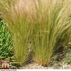 Stipa Tenuissima 10 Stipa Tenuissima -Plants Sale STIP TKA0725 B