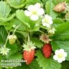 Strawberry 'Vesca' -Plants Sale STRA 64138 A