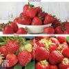 Strawberry Full Season Collection