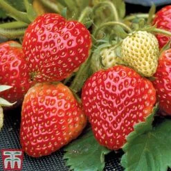 Strawberry Full Season Collection -Plants Sale STRA CWW3188 B