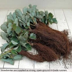 Strawberry Full Season Collection -Plants Sale STRA CWW3188 B h