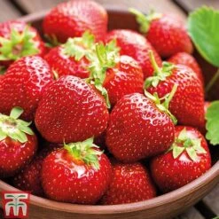 Strawberry Full Season Collection -Plants Sale STRA CWW3188 C1