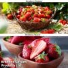 Strawberry Duo -Plants Sale STRA WKC9773 A