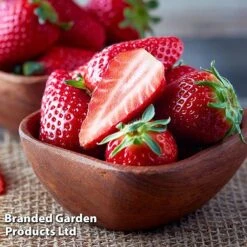 Strawberry Duo -Plants Sale STRA WKC9773 D
