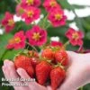 Grow Your Own Strawberry Collection -Plants Sale STRA TOSCANA S202151