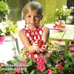 Grow Your Own Strawberry Collection -Plants Sale STRA TOSCANA S202181