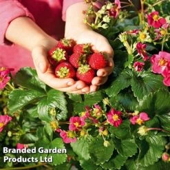 Grow Your Own Strawberry Collection -Plants Sale STRA TOSCANA S202191