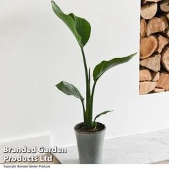 Strelitzia Nicolai 17 Strelitzia Nicolai -Plants Sale STRE NICOLAI T52492