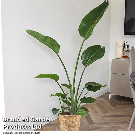 Strelitzia Nicolai 6 Strelitzia Nicolai - Image 4