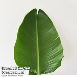 Strelitzia Nicolai 23 Strelitzia Nicolai -Plants Sale STRE NICOLAI T52498