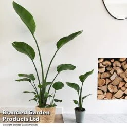 Strelitzia Nicolai 15 Strelitzia Nicolai -Plants Sale STRE NICOLAI T52500